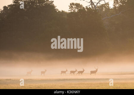 Windsor, Royaume-Uni. 2 Septembre, 2017. Les cerfs se déplacent à travers la brume matinale à Windsor Great Park. Il y a un troupeau d'environ 500 red deer dans le boîtier de cerfs dans le parc, tous les descendants de quarante deux cerfs et biches introduit en 1979 par le duc d'Édimbourg. Credit : Mark Kerrison/Alamy Live News Banque D'Images