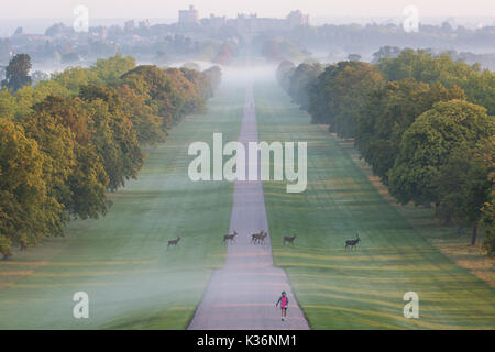Windsor, Royaume-Uni. 2 Septembre, 2017. Red Deer traverser la longue marche dans Windsor Great Park tôt le matin. Credit : Mark Kerrison/Alamy Live News Banque D'Images