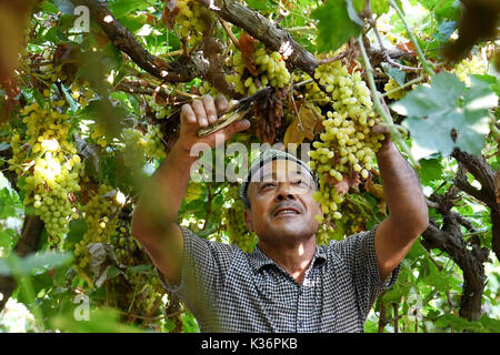 (170902) -- URUMQI, 2 septembre 2017 (Xinhua) -- un agriculteur ramasse le raisin à Putao (raisin) Ville de Turpan, dans la région autonome Uygur du Xinjiang, le 29 août 2017. Ici les raisins mûrs sont plus tôt cette année à cause de la météo caniculaire en juillet. (Xinhua/Wang Fei)(wyo) Banque D'Images