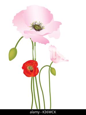 Belles couleurs coquelicots avec les bourgeons et les coupelles de semences Illustration de Vecteur