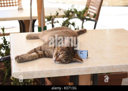 Couchage chat sur table in restaurant Banque D'Images