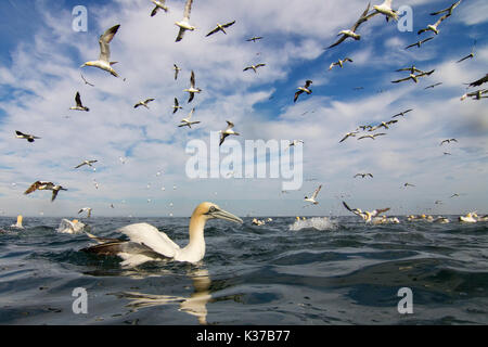 Photographie grand angle d'un fou sur la mer, tandis que de nombreux fous de Bassan cercle et plongée. Banque D'Images