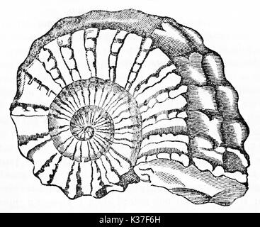 Fossiles ammonite antique dépeint dans un style graphique minimale et isolés. Vieille Illustration d'auteur non identifié publié le magasin pittoresque Paris 1834 Banque D'Images