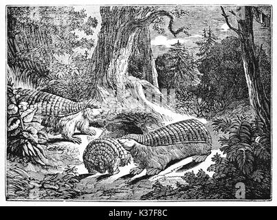 Pink Fairy armadillo famille dans la végétation d'une profonde forêt, nom scientifique est Chlamyphorus truncatus. Vieille Illustration d'auteur non identifié publié le magasin pittoresque Paris 1834 Banque D'Images