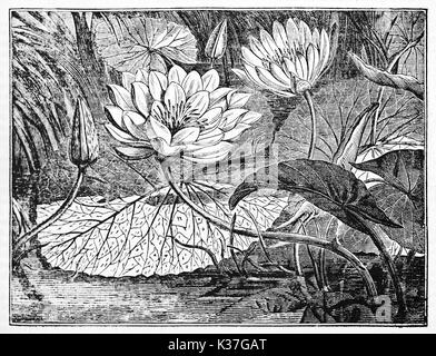 Feuilles, fleurs et boutons de lotus égyptien blanc (Nymphaea lotus). Vieille Illustration d'auteur non identifié, publié le Magasin Pittoresque, Paris, 1834 Banque D'Images