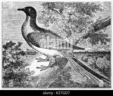 Oiseau sur une branche, la tourte (Ectopistes migratorius) disparu depuis 1914. Vieille Illustration d'auteur non identifié, publié le Magasin Pittoresque, Paris, 1834 Banque D'Images