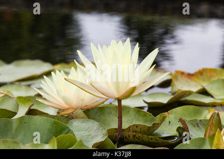 Water Lilies, Nymphaea dans étang de jardin Banque D'Images