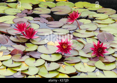 Water Lilies, Nymphaea dans étang de jardin Banque D'Images