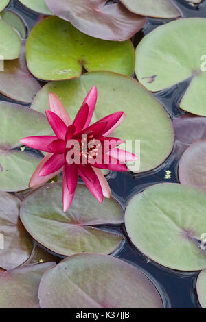 Water Lilies, Nymphaea dans étang de jardin Banque D'Images