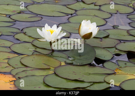 Water Lilies, Nymphaea dans étang de jardin Banque D'Images