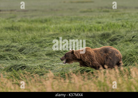 Un ours brun des profils sow connu sous le nom de femme à barbe promenades à travers l'herbe à carex McNeil River State Game Sanctuary sur la péninsule de Kenai, en Alaska. Le site distant est accessibles qu'avec un permis spécial et est la plus importante population saisonnière d'ours bruns dans leur environnement naturel. Banque D'Images