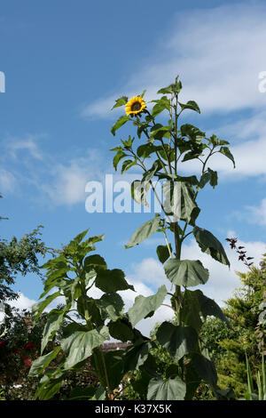 L'Helianthus annuus. Tall tournesol fleuri multi dans un jardin anglais contre un ciel bleu. UK Banque D'Images