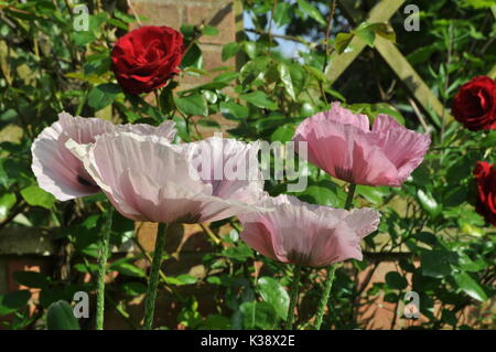 Frontière avec le jardin des pavots rose Banque D'Images