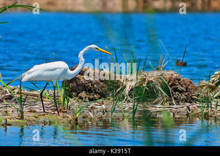 Grande aigrette (Ardea alba) dans le lagon Banque D'Images