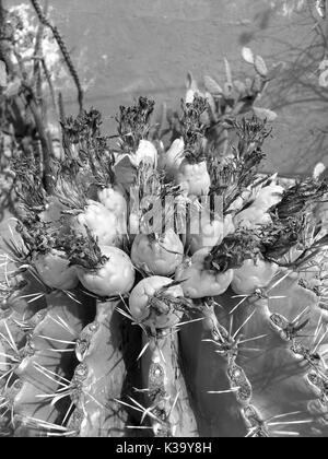 Certains cactus sur le désert Banque D'Images