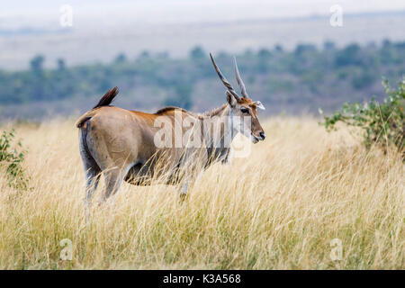 Voir d'éland du Cap, Taurotragus oryx antilope, avec de grandes cornes en spirale, Masai Mara, Kenya, debout dans l'herbe haute à savannah Banque D'Images