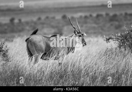 Voir d'éland du Cap, Taurotragus oryx antilope, avec de grandes cornes en spirale, Masai Mara, Kenya, debout dans l'herbe haute à savannah Banque D'Images