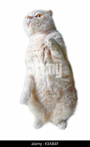 Funny cat Scottish Fold assis sur ses pattes de isolé sur fond blanc Banque D'Images