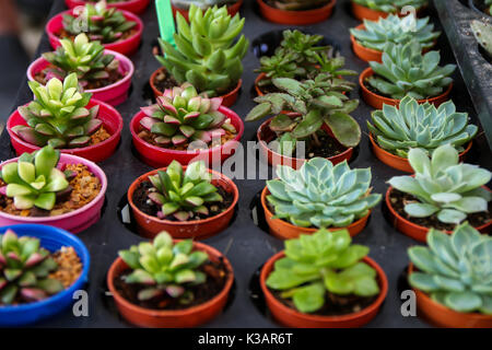 De minuscules plantes succulentes en pot sur fond de table. Accueil décoration d'intérieur Banque D'Images