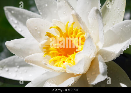 Fleur de nénuphar blanc (Nymphaea alba), Schleswig-Holstein, Allemagne Banque D'Images