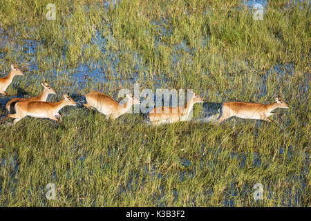 Cobes Lechwes rouges (Kobus leche leche), dans un marais d'eau douce, vue aérienne, Delta de l'Okavango, Moremi, Botswana Banque D'Images