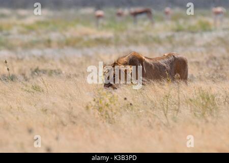 L'African lion (Panthera leo), jeune homme marchant dans l'herbe sèche, Etosha National Park, Namibie, Afrique Banque D'Images