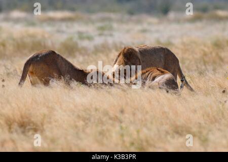 Les lions d'Afrique (Panthera leo), trois jeunes hommes se nourrissant de dead springbok (Antidorcas marsupialis), Etosha National Park Banque D'Images