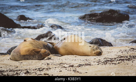 Les lions de mer se reposant dans les îles Galapagos Banque D'Images