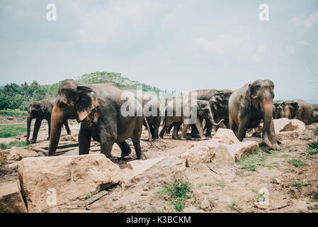 Un troupeau d'éléphants du Sri Lanka près de kegalle dans la province centrale, Sri Lanka Sri lanka. l'éléphant (Elephas maximus maximus) est l'un des trois reconnaître Banque D'Images