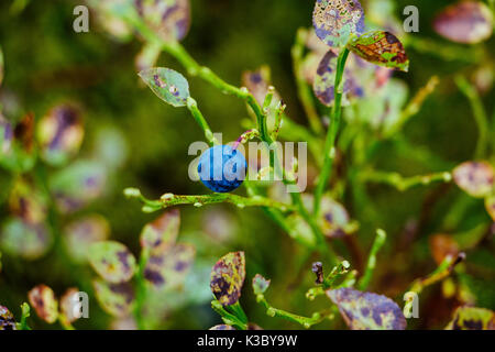 Arbustes à fruits verts de bleuets en forêt sauvage Banque D'Images