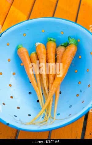 Carotte, Daucus carota ssp. sativus, bébé carotte éclaircie, 'Autumn King' Banque D'Images