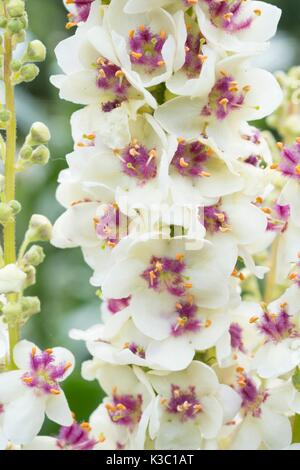 Verbascum chaixii 'Album', à feuilles d'ortie blanche, fleurs de Molène Banque D'Images