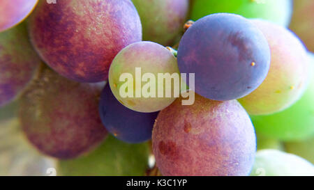 Raisins sur la vigne en Bourgogne, France Banque D'Images