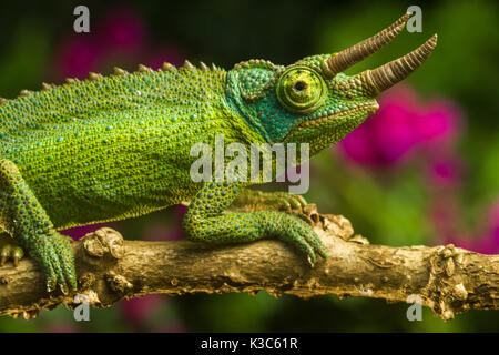 Mâle adulte Jackson's chameleon (Trioceros jacksonii, jacksonii,) reposant sur branche, Nairobi, Kenya Banque D'Images