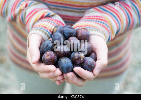 La recherche de wild damsons - Jeune femme tenant dans ses mains damsons sauvages Banque D'Images