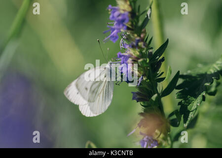 Grand européen femelle papillon blanc du chou et se nourrissent d'une fleur. Banque D'Images