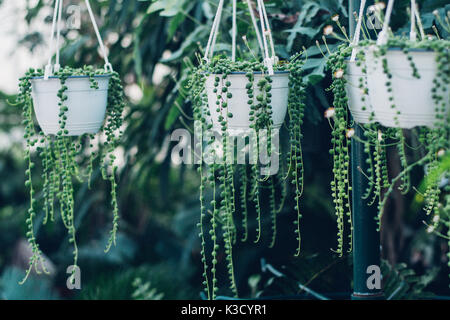 String of pearls plante succulente accroché dans une serre, symbolisant le calme et la sérénité Banque D'Images