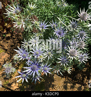 Eryngium bourgatii picos blue sea holly plante en fleur Banque D'Images