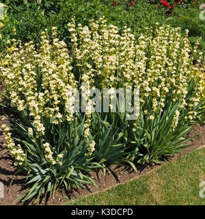 Sisyrinchium striatum, jaune pale-eyed grass, en fleurs plante poussant en bordure de jardin Banque D'Images