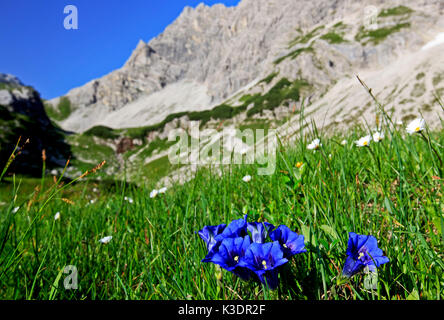 Allemagne, Bavière Allgäu Allgäu supérieur,,, Kesselspitze, alpes Allgäuer, verres gentiane, Gentiana acaulis, Banque D'Images