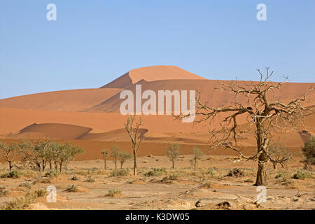 L'Afrique, Afrique australe, la Namibie, Hardab région, Sossusvlei, Namib Naukluft park, paysage de dunes, Banque D'Images