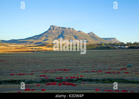 L'Afrique, Afrique du Sud, l'ouest, Western Cape, Cape Banque D'Images