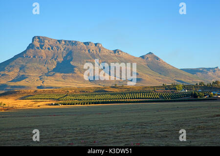 L'Afrique, Afrique du Sud, l'ouest, Western Cape, Cape Banque D'Images