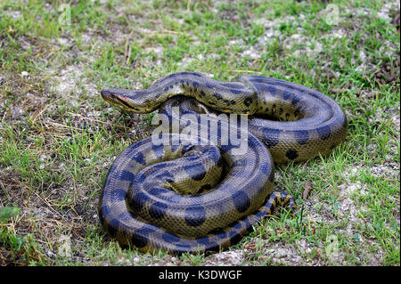 Anaconda vert, Eunectes murinus, Los Lianos, Venezuela, Banque D'Images