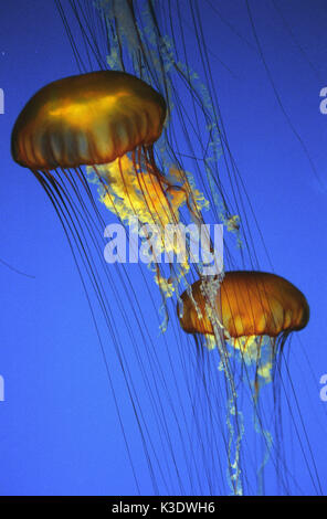 Méduses Pelagia noctiluca, lumineux, medium close-up, Banque D'Images