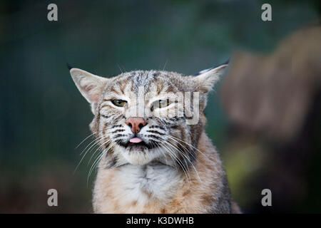 Lynx eurasien, portrait, Banque D'Images