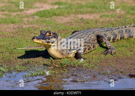 Brésil, Pantanal, cayman, Caiman yacare, Riverside, Banque D'Images