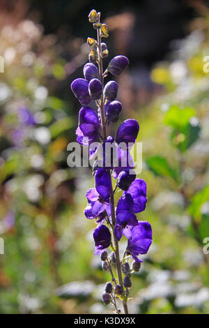 Fleur, blue Monk's-hood, Aconitum napellus, Banque D'Images