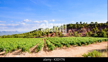 Vue panoramique sur un vignoble méditerranéen à Puyloubier, France, avec des rangées vertes luxuriantes sur un ciel bleu et nuageux, offrant un espace de copie suffisant pour le texte Banque D'Images