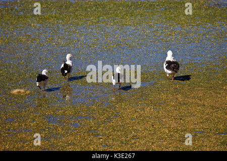 Le Chili, le Nord, les hautes terres andines, les canards, les Andes Banque D'Images